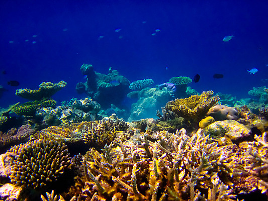포토 JPG 해외이미지 동물 실루엣 야생동물 스포츠 바다 여행 백그라운드 자연 휴가 어류 사람없음 빨간색 물 파란색 빛 햇빛 태양 수중 그룹 산호 큼 꼬리 지느러미 암초 몰디브 깊이 멀티 소금물 이국적 터키석 테마 해외202004 해외포토 자연요소 아시아 컬러 촬영기법 수중동물 자포동물 크기 보석 생태계 파일형식 이미지허브