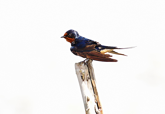 포토 JPG 해외이미지 나무 동물 여자 남자 아시아 얼굴 야생동물 백그라운드 날개 자연 조류 사람없음 야외 목재 가로 초록색 컬러풀 머리 환경 흰색 나뭇가지 막대기 닫기 숲 깃털 꼬리 부리 서식지 제비 외양간 고립 생태학 이국적 해외202004 해외포토 식물 교육 나라 컬러 재료 모션 사람 신체부위 생태계 파일형식 이미지허브