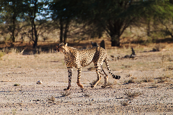 포토 JPG 해외이미지 야생동물 여행 아프리카 국립공원 사람없음 점 사파리 치타 나미비아 남아프리카 사바나 해외202004 해외포토 동물 공원 나라 포유류 파일형식 이미지허브