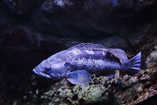 포토 JPG 해외이미지 사람없음 수중 수족관 해외202004 해외포토 파일형식 이미지허브