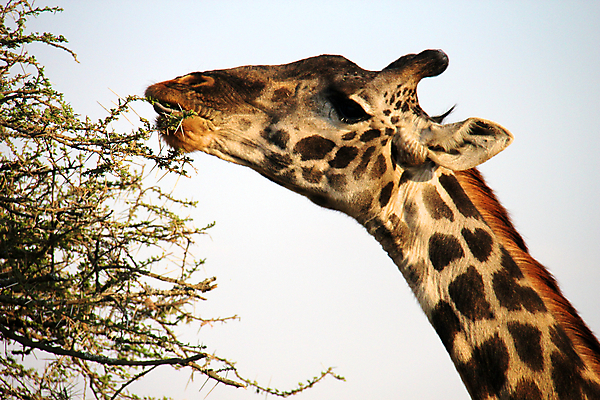 포토 JPG 해외이미지 동물 한마리 야생동물 포유류 아프리카 자연 동물원 사람없음 야외 세로 파란색 관광지 컬러풀 큼 기린 사파리 5 단아함 대가리 사바나 웅장함 초식 탄자니아 평야 해외202004 해외포토 1 나라 컬러 여행 숫자 크기 생태계 파일형식 이미지허브