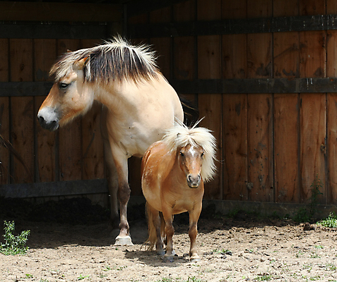 포토 JPG 해외이미지 동물 야생동물 2 밭 포유류 자연 엄마 노르웨이 사람없음 야외 농장 갈색 가축 경쟁 자녀 시골 아기 승마 카우보이 승차 갈기 조랑말 내추럴 망아지 기르기 방목장 해외202004 해외포토 유럽 새끼 스포츠 컬러 컨셉 농업 가족 모션 사람 말_동물 생태계 돌봄 파일형식 이미지허브