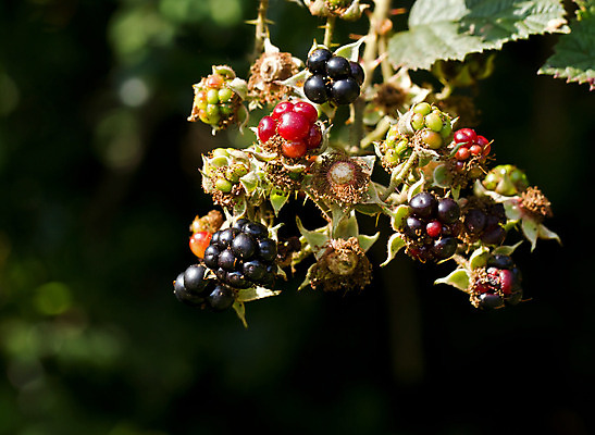 포토 JPG 해외이미지 계절 열매 음식 잎 과일 자연 잉글랜드 사람없음 빨간색 초록색 여름 울타리 와인 검은색 수확 시골 달콤 9월 블랙베리 내추럴 숙성 서식스 해외202004 해외포토 식물 컬러 농업 영국 주류 담장 날짜 맛 생태계 파일형식 이미지허브