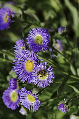 포토 JPG 해외이미지 동물 꽃 곤충 잎 날개 자연 노동자 선물 앉기 사람없음 야외 초록색 여름 컬러풀 노란색 정원 보라색 봄 활발 닫기 벌 집중 데이지 꿀 라일락 멀티 불가리아 수유 캐모마일 해외202004 해외포토 식물 직업 계절 컬러 컨셉 모션 허브 생태계 파일형식 남유럽 이미지허브