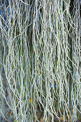 포토 JPG 해외이미지 나무 식물 꽃 선 백그라운드 자연 사람없음 초록색 정원 난초 질감 뿌리 해외202004 해외포토 컬러 생태계 파일형식 이미지허브