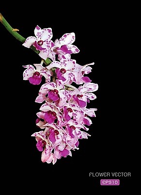 EPS 해외이미지 꽃 일러스트 사람없음 보라색 난초꽃 해외202004 해외일러스트 식물 컬러 난초 파일형식 벡터 이미지허브