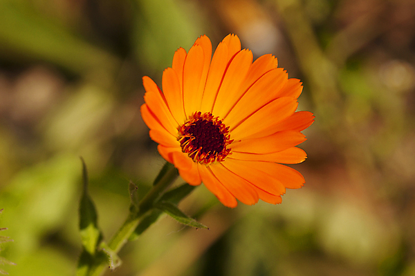 포토 JPG 해외이미지 식물 계절 꽃잎 꽃 줄기 잎 꽃무늬 오렌지 부분 자연 새로움 씨앗 사람없음 야외 초록색 여름 빛 햇빛 노란색 머리 봄 성장 벚꽃 가을 침대 오픈 개화 센터 황금 약초 허브 금잔화 꽃수술 멀티 부족함 해외202004 해외포토 컬러 가구 컨셉 무늬 과일 신체부위 태양 풀_식물 생태계 파일형식 이미지허브