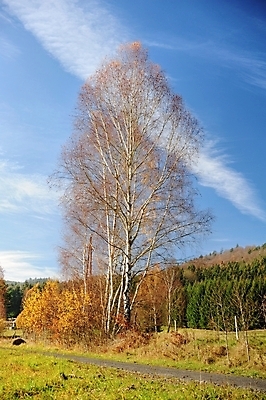 포토 JPG 해외이미지 나무 식물 계절 공원 백그라운드 잎 오렌지 자연 하늘 풍경 사람없음 야외 목재 초록색 파란색 빛 컬러풀 햇빛 노란색 맑음 가을 흰색 나뭇가지 숲 자작나무 내추럴 해외202004 해외포토 공공시설 컬러 과일 재료 날씨 태양 생태계 파일형식 이미지허브