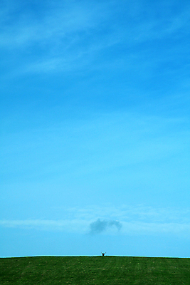 포토 JPG 해외이미지 식물 백그라운드 밭 자연 하늘 풍경 잔디 사람없음 야외 초록색 여름 숫자 봄 자유 시골 신선 작음 내추럴 수평선 해외202004 해외포토 문자 계절 컬러 컨셉 농업 크기 생태계 파일형식 이미지허브