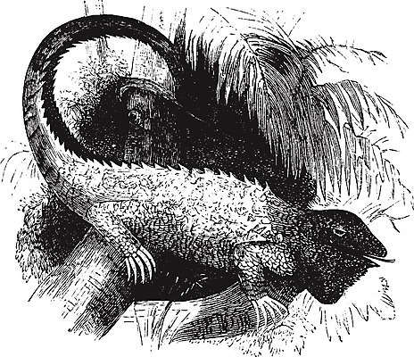 EPS 해외이미지 선 일러스트 미술 검은색 수확 흰색 큼 그림 이구아나 판화 해외202004 해외일러스트 컬러 농업 파충류 문화예술 크기 파일형식 벡터 이미지허브