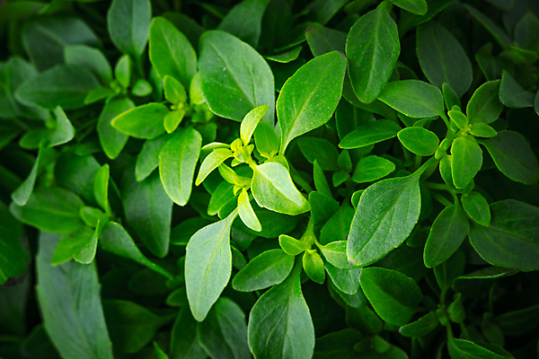 포토 JPG 해외이미지 음식 백그라운드 잎 사람없음 노란색 작음 큼 허브 향신료 질감 바질 구성 정물화 해외202004 해외포토 식물 컬러 크기 그림 향미료 파일형식 이미지허브