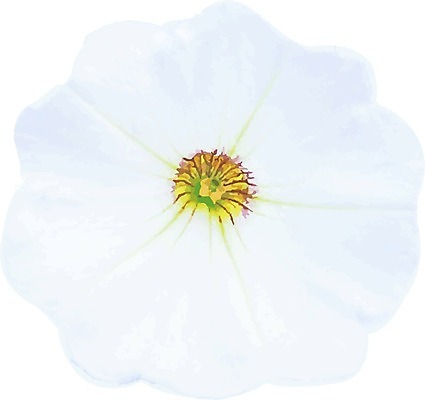 EPS 해외이미지 식물 계절 꽃잎 꽃 길 백그라운드 꽃무늬 일러스트 자연 매달리기 야외 초록색 여름 빛 컬러풀 환경 정원 봄 성장 벚꽃 발코니 흰색 그룹 자르기 제비꽃 오브젝트 원예 화단 개발 고립 돌봄 피튜니아 해외202004 해외일러스트 컬러 무늬 모션 취미 생태계 파일형식 벡터 이미지허브