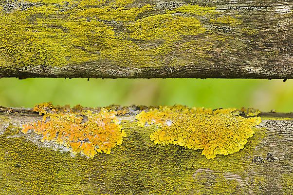 포토 JPG 해외이미지 식물 백그라운드 오렌지 자연 이끼 사람없음 목재 초록색 울타리 노란색 묘사 질감 해외202004 해외포토 나무 컬러 과일 재료 담장 생태계 파일형식 이미지허브