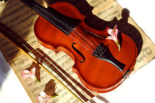 포토 JPG 해외이미지 꽃 사람없음 우아함 바이올린 악보 바이올린활 해외202004 해외포토 식물 음악 컨셉 현악기 파일형식 이미지허브