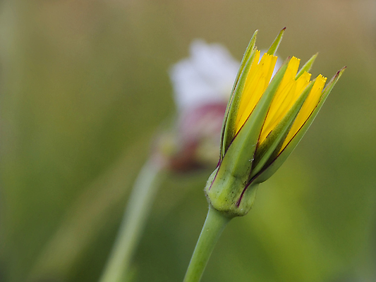 포토 JPG 해외이미지 식물 꽃잎 꽃 자연 씨앗 사람없음 초록색 노란색 해외202004 해외포토 컬러 생태계 파일형식 이미지허브