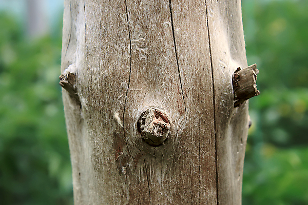 포토 JPG 해외이미지 나무 식물 얼굴 자연 건조 미술 사람 사람없음 야외 목재 초록색 갈색 회색 표현 입 코 구식 오해 해외202004 해외포토 컬러 재료 문화예술 신체부위 생태계 파일형식 이미지허브