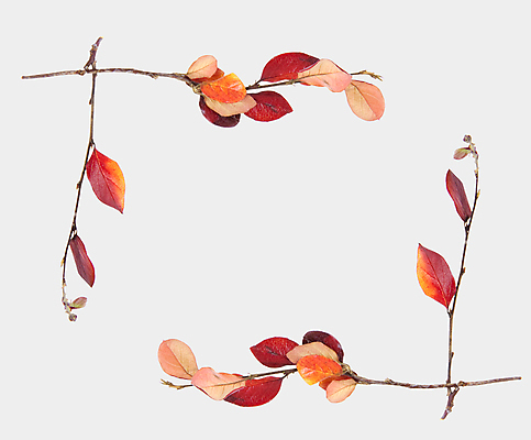 포토 JPG 해외이미지 나무 식물 디자인 계절 백그라운드 단풍 잎 패턴 오렌지 자연 추상 휴가 프레임 건조 미술 사람없음 장식 빨간색 초록색 태양 노란색 우주 환경 가을 흰색 나뭇가지 신용카드 변화 황금 숲 9월 11월 묘사 10월 고립 해외202004 해외포토 자연요소 컬러 컨셉 무늬 과일 문화예술 금융 날짜 생태계 파일형식 경제 이미지허브