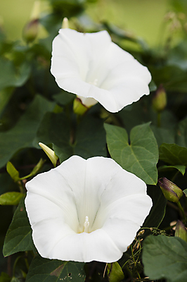 포토 JPG 해외이미지 식물 계절 꽃잎 꽃 잎 자연 아침 사람없음 초록색 봄 흰색 묘사 해외202004 해외포토 주간 컬러 생태계 파일형식 이미지허브