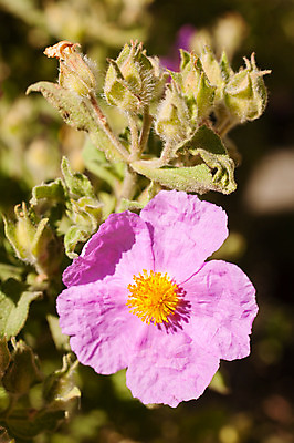 포토 JPG 해외이미지 식물 계절 꽃잎 꽃 분홍색 백그라운드 자연 사람없음 장미 노란색 봄 닫기 관목 묘사 해외202004 해외포토 나무 컬러 모션 생태계 파일형식 이미지허브