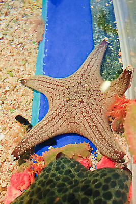 포토 JPG 해외이미지 동물 야생동물 바다 오렌지 자연 어류 사람없음 빨간색 물 파란색 컬러풀 노란색 수중 줄무늬 광대 흰색 산호 작음 암초 수족관 아네모네 이국적 해외202004 해외포토 자연요소 꽃 컬러 무늬 과일 수중동물 자포동물 크기 생태계 파일형식 이미지허브