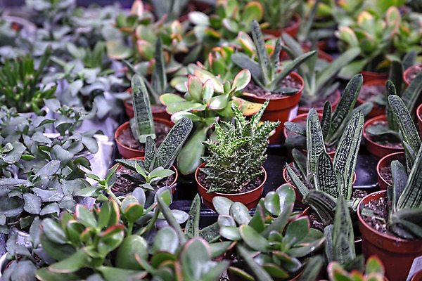 포토 JPG 해외이미지 나무 식물 라이프스타일 디자인 꽃 화초 백그라운드 잎 돈 꽃무늬 패턴 자연 선인장 주택 실내 선물 사람없음 내부 장식 초록색 빛 상점 주방 정원 방 성장 신선 원형 냄비 작음 진열장 원예 내추럴 심기 생존 그리너리 해외202004 해외포토 도형 컬러 무늬 모션 취미 건물 생활 재산 솥 크기 생태계 파일형식 트랜드컬러 이미지허브