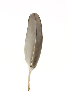 포토 JPG 해외이미지 동물 백그라운드 컨셉 패턴 날개 상상 자연 조류 추상 아이디어 그림자 사람없음 세로 빛 우주 회색 흰색 우아함 떨어짐 매끈함 자르기 가득함 순수 깃털 오브젝트 싱글 비둘기 독수리 슛 솜털 길이 고립 해외202004 해외포토 컬러 무늬 모션 감각 생태계 파일형식 이미지허브