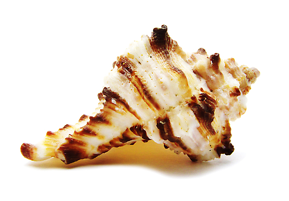 포토 JPG 해외이미지 바다 자연 항해 사람없음 갈색 수중 껍질 고립 해외202004 해외포토 컬러 배_교통 생태계 파일형식 이미지허브