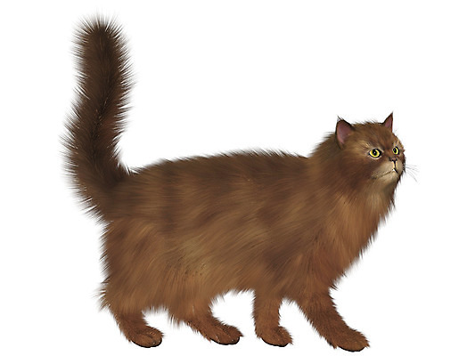 포토 JPG 해외이미지 척추동물 일러스트 포유류 생물 주택 종류 사람없음 반려동물 고양이 그림 육식동물 얼룩무늬 고립 소셜 해외202004 해외포토 동물 무늬 건물 파일형식 이미지허브