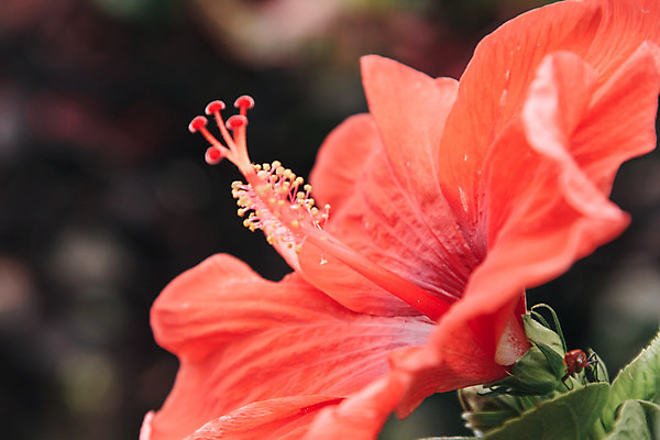 포토 JPG 해외이미지 잎 자연 사람없음 야외 빨간색 히비스커스 해외202004 해외포토 식물 꽃 컬러 생태계 파일형식 이미지허브