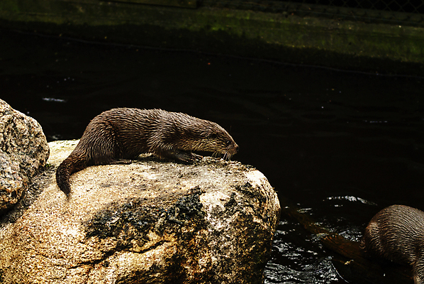 포토 JPG 해외이미지 동물 유럽 야생동물 자연 동물원 북유럽 노르웨이 사람없음 야외 물 봄 암초 동물상 스칸디나비아 해외202004 해외포토 자연요소 계절 나라 조형물 생태계 파일형식 이미지허브