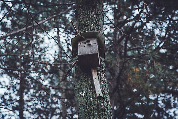포토 JPG 해외이미지 나무 식물 공원 백그라운드 십자가 패턴 일러스트 부분 자연 날씨 새로움 건조 풍경 사람없음 야외 목재 초록색 여름 갈색 노란색 환경 성장 흰색 나뭇가지 죽음 반지 원형 거친 숲 자르기 유기농 질감 통나무 뿌리 나무껍질 잡동사니 내추럴 고립 생태학 수목 옛날 해외202004 해외포토 도형 웰빙 계절 공공시설 교육 컬러 컨셉 무늬 재료 장신구 모션 껍질 생태계 파일형식 이미지허브