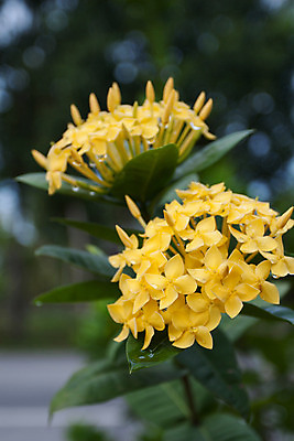 포토 JPG 해외이미지 식물 꽃 아시아 줄기 백그라운드 태국 자연 사람없음 초록색 노란색 벚꽃 닫기 관목 하와이 꽃가루 해외202004 해외포토 나무 나라 컬러 모션 미국 가루 생태계 파일형식 이미지허브