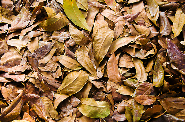 포토 JPG 해외이미지 식물 계절 백그라운드 단풍 잎 오렌지 자연 건조 사람없음 야외 컬러풀 갈색 노란색 쌓기 가을 죽음 질감 내추럴 땅바닥 많음 해외202004 해외포토 컬러 컨셉 과일 모션 바닥 생태계 파일형식 이미지허브