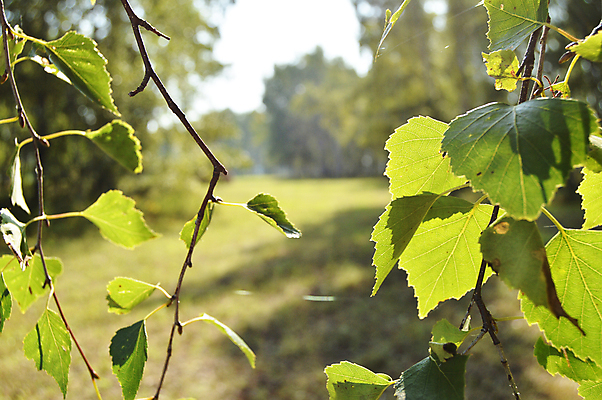 포토 JPG 해외이미지 나무 식물 계절 백그라운드 낙엽 잎 패턴 자연 하늘 건조 사람없음 초록색 여름 빛 햇빛 태양 봄 나뭇가지 시골 그룹 황금 숲 다발 정사각형 장면 부드러움 자작나무 전경 해외202004 해외포토 자연요소 도형 컬러 무늬 풍경 감각 생태계 파일형식 탑뷰 이미지허브