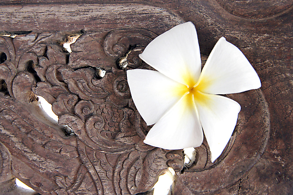 포토 JPG 해외이미지 나무 공원 꽃 백그라운드 컨셉 자연 아이디어 사람없음 목재 장식 벚꽃 흰색 개화 널 해외202004 해외포토 식물 공공시설 컬러 재료 생태계 파일형식 이미지허브