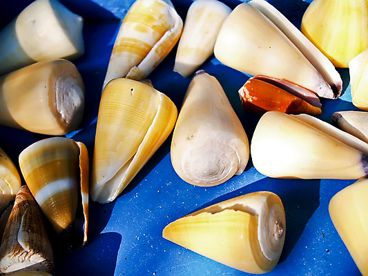 포토 JPG 해외이미지 바다 백그라운드 자연 벽지 조류 추상 조개 기술 선물 사람없음 물 껍질 그룹 소라 오브젝트 기념품 해외202004 해외포토 자연요소 동물 무늬 어패류 생태계 파일형식 이미지허브