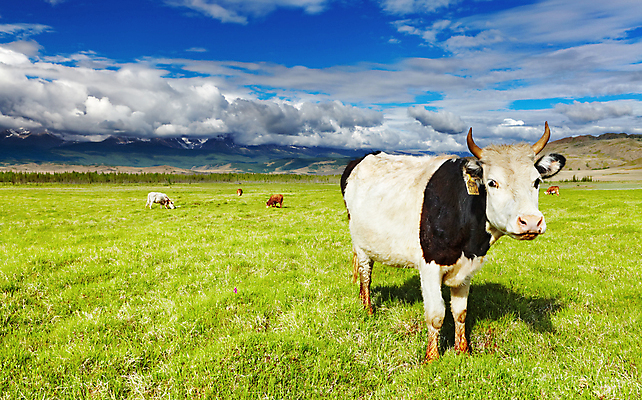 포토 JPG 해외이미지 주간 풍경 사람없음 야외 농경지 맑음 가축 목장 시골 소 방목 해외202004 해외포토 자연요소 동물 포유류 날씨 농장 축산업 파일형식 이미지허브