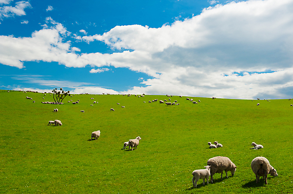 포토 JPG 해외이미지 동물 밭 농업 포유류 자연 하늘 산 풍경 잔디 사람없음 야외 초록색 파란색 농장 농경지 목장 흰색 시골 양 군중 언덕 뉴질랜드 장면 양고기 기르기 밭일 해외202004 해외포토 식물 산업 컬러 육류 사람 오세아니아 생태계 돌봄 파일형식 이미지허브
