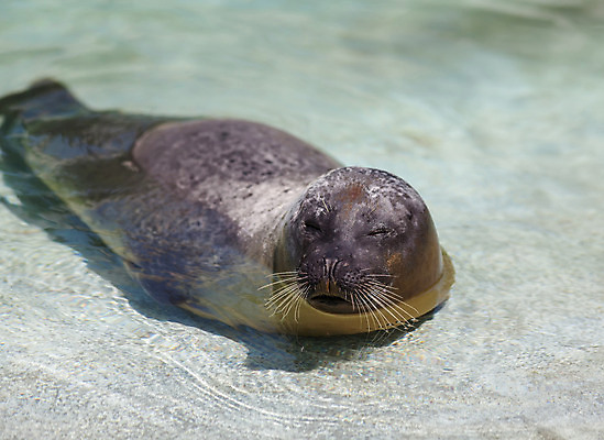 포토 JPG 해외이미지 동물 포유류 자연 사람없음 물 태양 물개 지느러미 해외202004 해외포토 자연요소 바다동물 생태계 파일형식 이미지허브