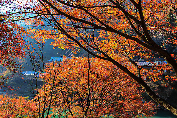 포토 JPG 해외이미지 나무 식물 계절 공원 실루엣 도로 여행 백그라운드 무지개 잎 패턴 자연 하늘 지붕 휴식 풍경 사람없음 빨간색 파란색 빛 컬러풀 햇빛 태양 정원 일본 활발 덮개 가을 나뭇가지 신선 보행로 닫기 숲 그늘 오솔길 강렬 해외202004 해외포토 자연요소 공공시설 아시아 길 컬러 컨셉 무늬 교통시설 모션 촬영기법 뚜껑 생태계 파일형식 이미지허브