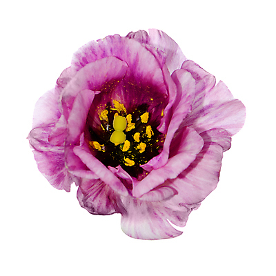 포토 JPG 해외이미지 꽃 실내 사람없음 꽃술_꽃 흰배경 해외202004 해외포토 식물 백그라운드 내부 흰색 파일형식 이미지허브