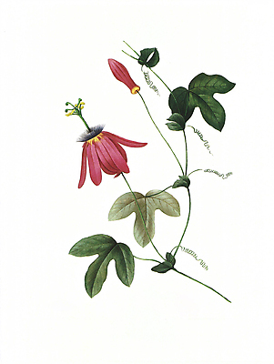 JPG 해외이미지 식물 꽃 꽃다발 일러스트 붓터치 수채화 사람없음 들꽃 그림 번짐 해외202004 해외일러스트 파일형식 효과 이미지허브