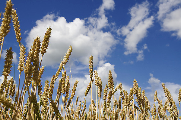 포토 JPG 해외이미지 구름 계절 음식 백그라운드 농업 모션 풍경 사람없음 초록색 여름 농경지 수확 시골 오픈 밀 생태계 8월 7월 기본 리투아니아 생태학 해외202004 해외포토 자연요소 교육 유럽 산업 컬러 곡류 농장 날짜 파일형식 이미지허브