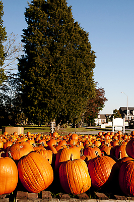 포토 JPG 해외이미지 계절 음식 밭 농업 채소 오렌지 부분 자연 호박 휴가 건강 사람없음 장식 농작물 농장 축제 할로윈 수확 가을 등불 축하 시장 11월 인도인 유기농 날것 박 추수감사절 O 잭 10월 내추럴 밭일 잭오랜턴 해외202004 해외포토 외국인 웰빙 알파벳 산업 기독교 컨셉 과일 조명 동양인 날짜 생태계 파일형식 이미지허브