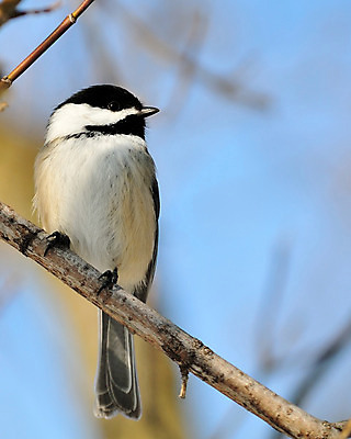 포토 JPG 해외이미지 야생동물 자연 조류 사람없음 야외 숲 해외202004 해외포토 동물 생태계 파일형식 이미지허브
