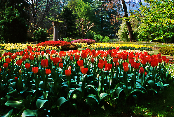 포토 JPG 해외이미지 식물 꽃 꽃무늬 자연 사람없음 빨간색 초록색 컬러풀 노란색 정원 봄 이탈리아 튤립 벚꽃 개화 원예 식물원 해외202004 해외포토 계절 유럽 컬러 무늬 취미 생태계 파일형식 이미지허브