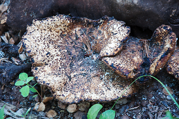 포토 JPG 해외이미지 나무 식물 계절 낙엽 패턴 자연 사람없음 야외 목재 버섯 회색 성장 가을 흰색 숲 수집 묘사 질감 나무껍질 내추럴 기생충 곰팡이 옛날 캡모자 해외202004 해외포토 모자_잡화 컬러 잎 무늬 재료 껍질 바이러스 생태계 파일형식 이미지허브