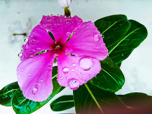 포토 JPG 해외이미지 식물 꽃잎 꽃 분홍색 백그라운드 잎 꽃무늬 자연 사람없음 물 컬러풀 정원 보라색 봄 젖음 벚꽃 신선 떨어짐 이슬 제비꽃 라일락 내추럴 해외202004 해외포토 자연요소 계절 컬러 컨셉 무늬 생태계 파일형식 이미지허브