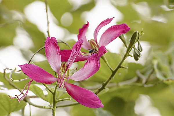 포토 JPG 해외이미지 나무 식물 꽃 백그라운드 잎 꽃무늬 자연 사랑 미술 사람없음 야외 정원 보라색 벚꽃 신선 개화 난초 내추럴 스타일 해외202004 해외포토 감정 컬러 무늬 문화예술 생태계 파일형식 이미지허브