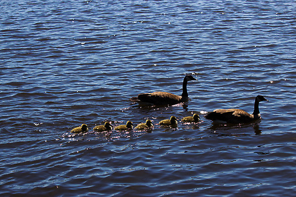 포토 JPG 해외이미지 동물 호수 야생동물 가족 자연 조류 엄마 사람없음 가로 물 강 게임 아기 연못 아빠 깃털 부리 거위 물새 계산서 해외202004 해외포토 자연요소 관계 놀이 사람 생태계 파일형식 이미지허브